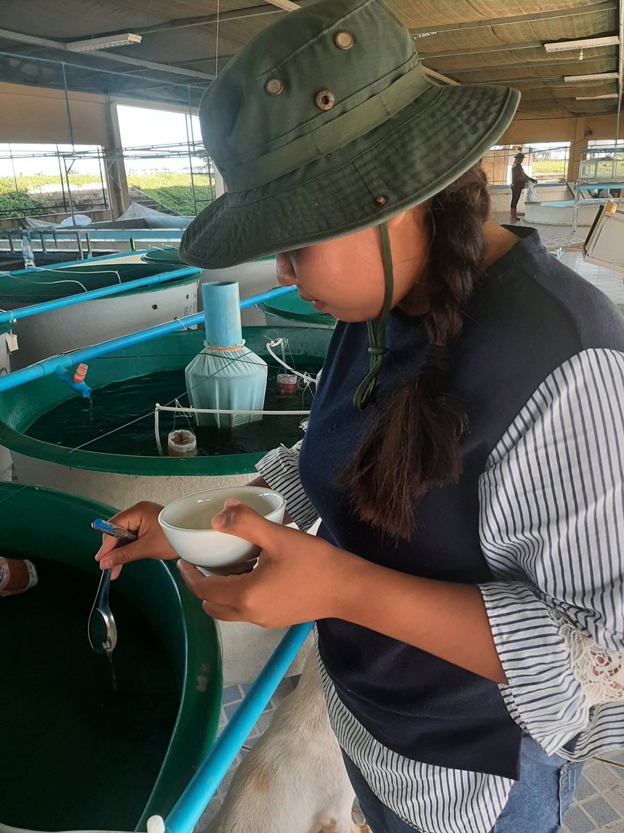 aquageimprove's tweet photo. Continue I transfer my #carp_seeds into #growout ponds using traditional #Asisan way @aquageimprove https://t.co/1W7CLv9qPn
