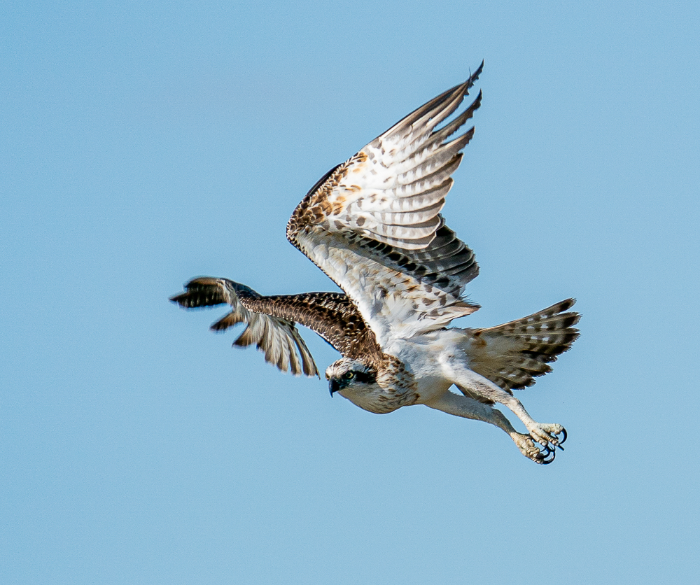 HACPIX's tweet photo. Osprey at #IslandPoint reserve Mandurah WA. @BirdlifeOz @BirdLife_News @Natures_Voice @birdingabroad https://t.co/re4Y76Ybfn