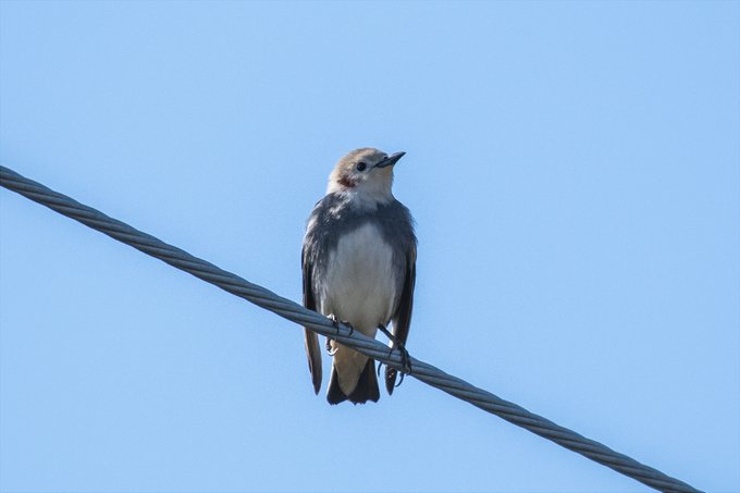 うちの前の電線にコムクドリが 