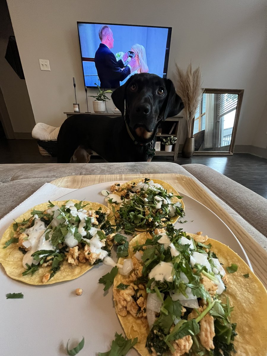 It’s taco night in this household and Benny is very jealous. 🤪