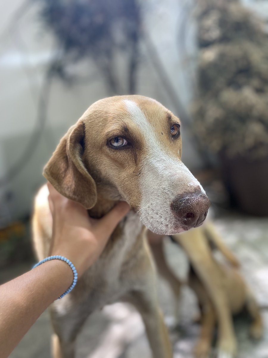 Alina_Gag's tweet photo. Hoy adoptaron a su bebé y Alberta se quedó llorando 🥺 me rompe el corazón… trato de explicarle que ahora la cachorra va a estar increíble. Me gustaría muchísimo encontrarle a ella un hogar igual de rápido 💔

Es una adoración, tiene 2 años y es guapísima y la MÁS noble

📍CDMX https://t.co/0yL6kqsliu