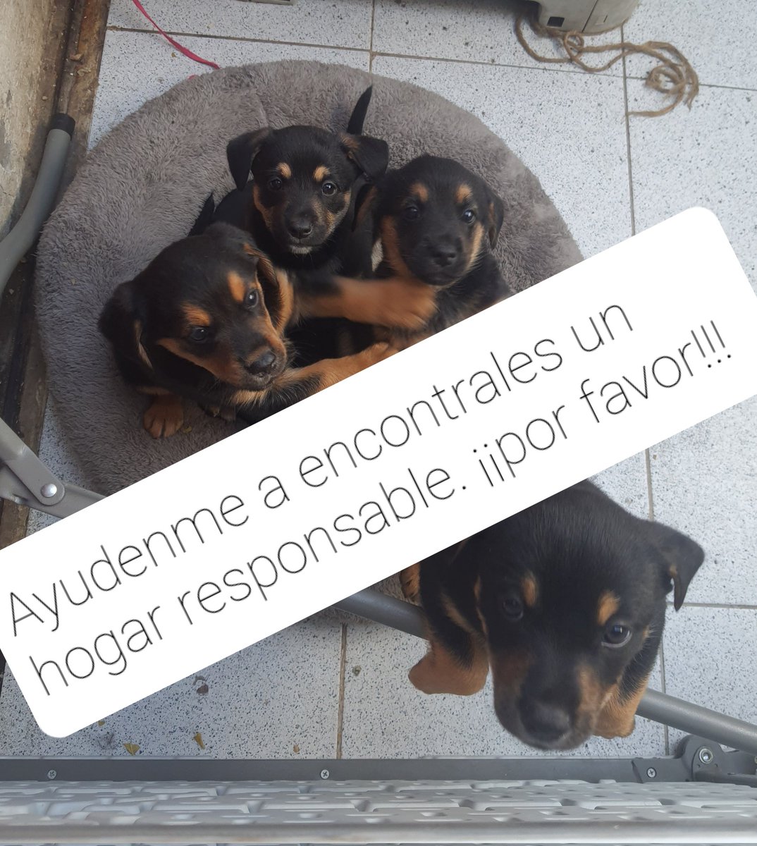 Paula_Varas's tweet photo. @BrownieBoric favor ayúdame a compartir. Somo 4 cachorros que deseamos cambiar nuestro destino https://t.co/0i8DlCLpm0