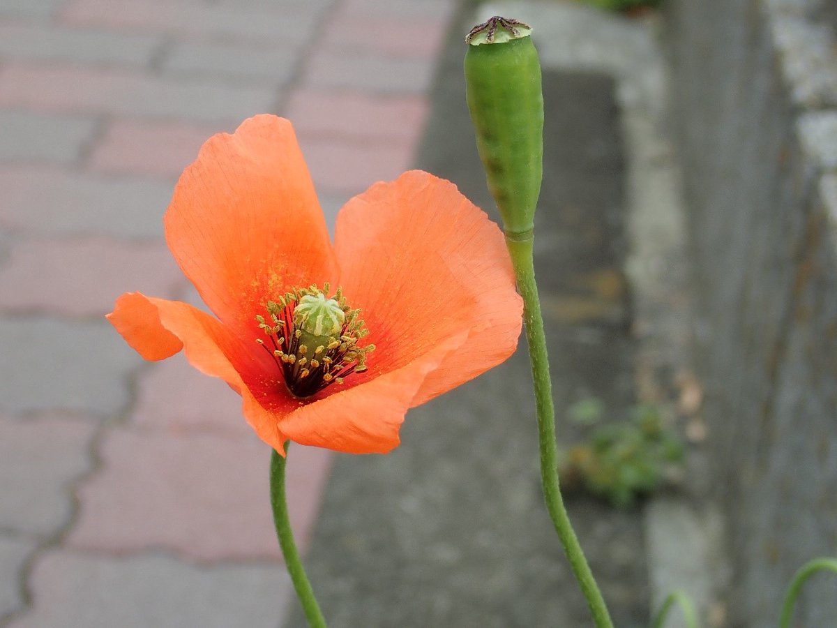 いきもの通信 ハクちゃんです 春になると道路沿いなどで オレンジ色のきれいな花を咲かせるナガミヒナゲシ 一輪の花から 小さな種子が1500粒くらいできるんだって 帰化植物で繁殖力が強いから 注意が必要だね 板橋区 板橋区民ニュース いきもの通信 ハクちゃんです 春になると道路沿いなどで オレンジ色のきれいな花を咲かせるナガミヒナゲシ 一輪の花から 小さな種子が1500粒くらいできるんだって 帰化植物で繁殖力が強いから 注意が必要だね 板橋区 板橋区民ニュース