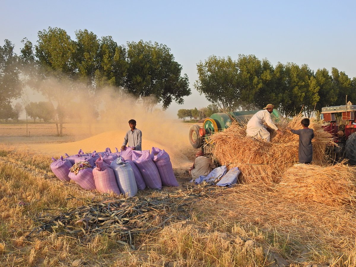 mmatalpur's tweet photo. #WheatThreshing https://t.co/h3E7vnDgGI