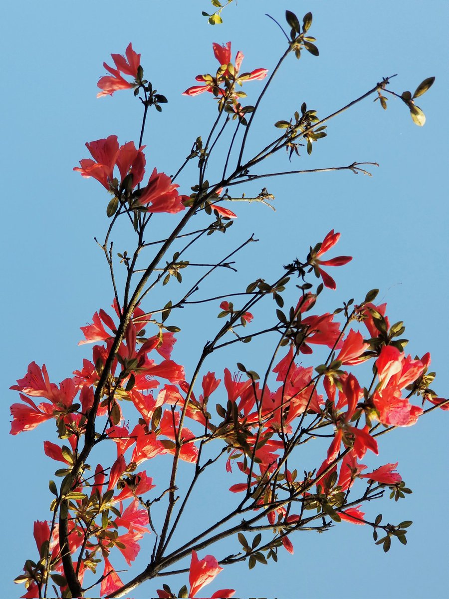 阳光灿烂的日子