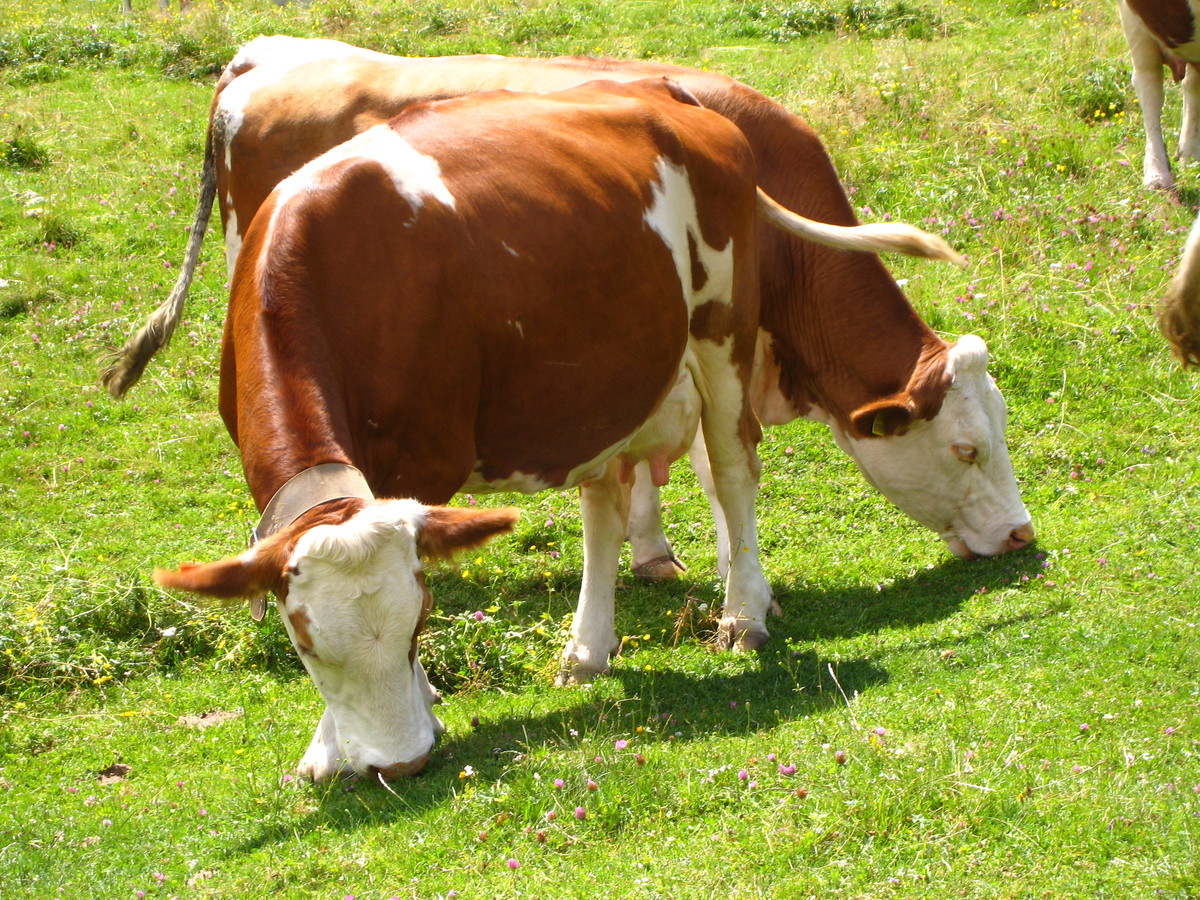 valesia7's tweet photo. Razze bovine a duplice attitudine: un modello alternativo di zootecnia?
Il progetto #DualBreeding approvato dal @Mipaaf_  per il miglioramento della conoscenza, la valorizzazione e la salvaguardia della tipicità genetica e fenotipica di 16 razze italiane.
https://t.co/9Qoc5jqxcE https://t.co/VQ5OkIE3VU