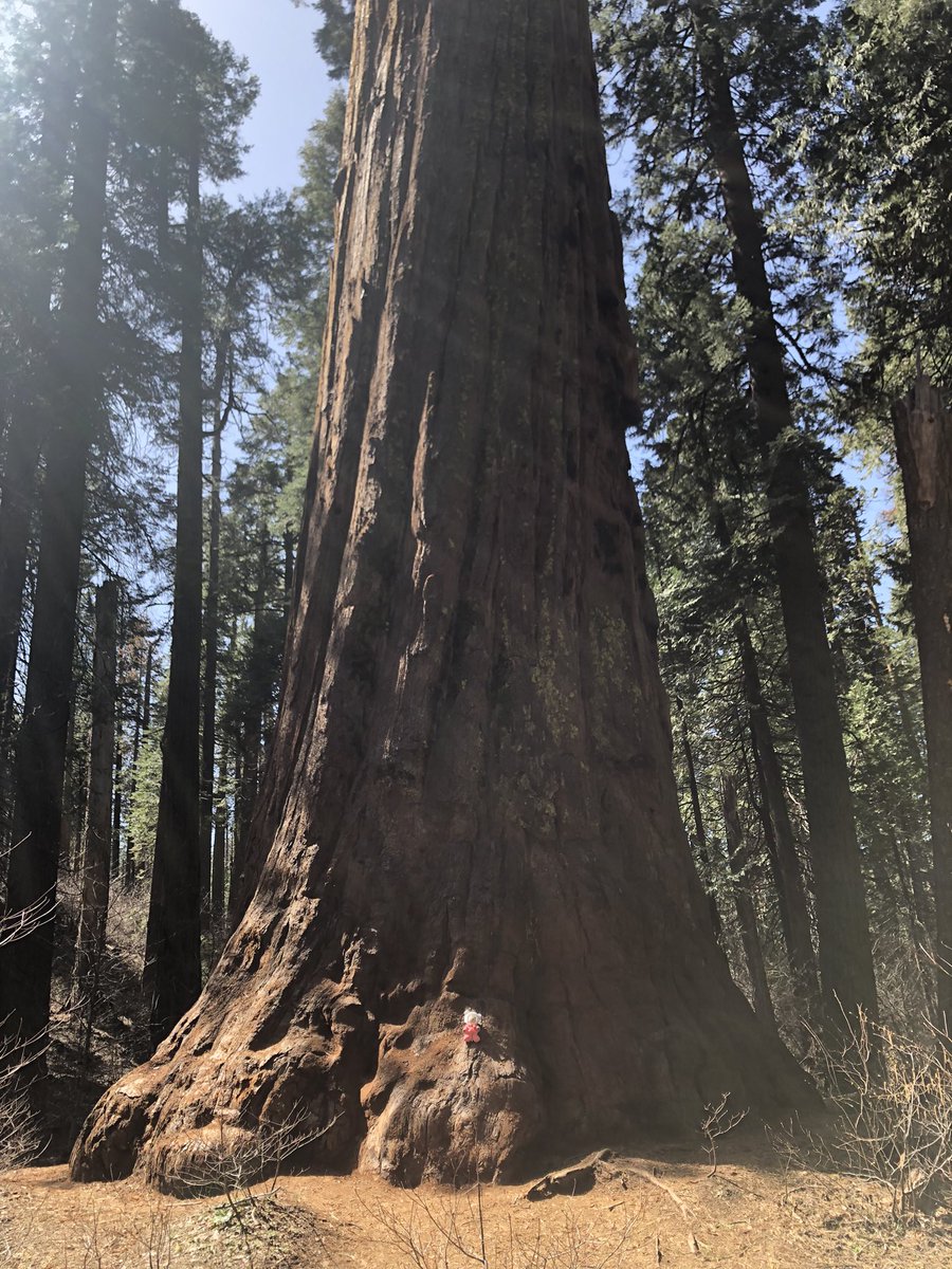 redwood sequoia (baby vash to scale)