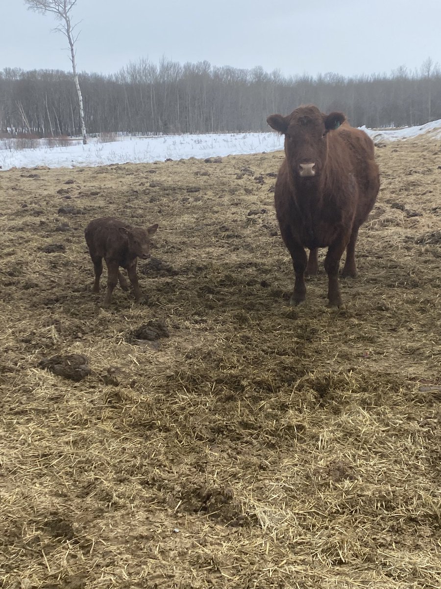 First calf of 2022.