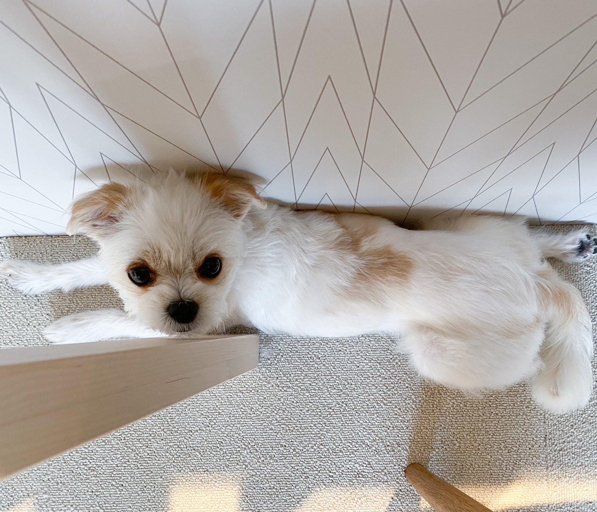 わたしと犬 狭い場所に挟まるのが好きなむくちゃん おはようございます 犬好きさんと繋がりたい 犬のいる生活 T Co Bvbexqhwhm Twitter