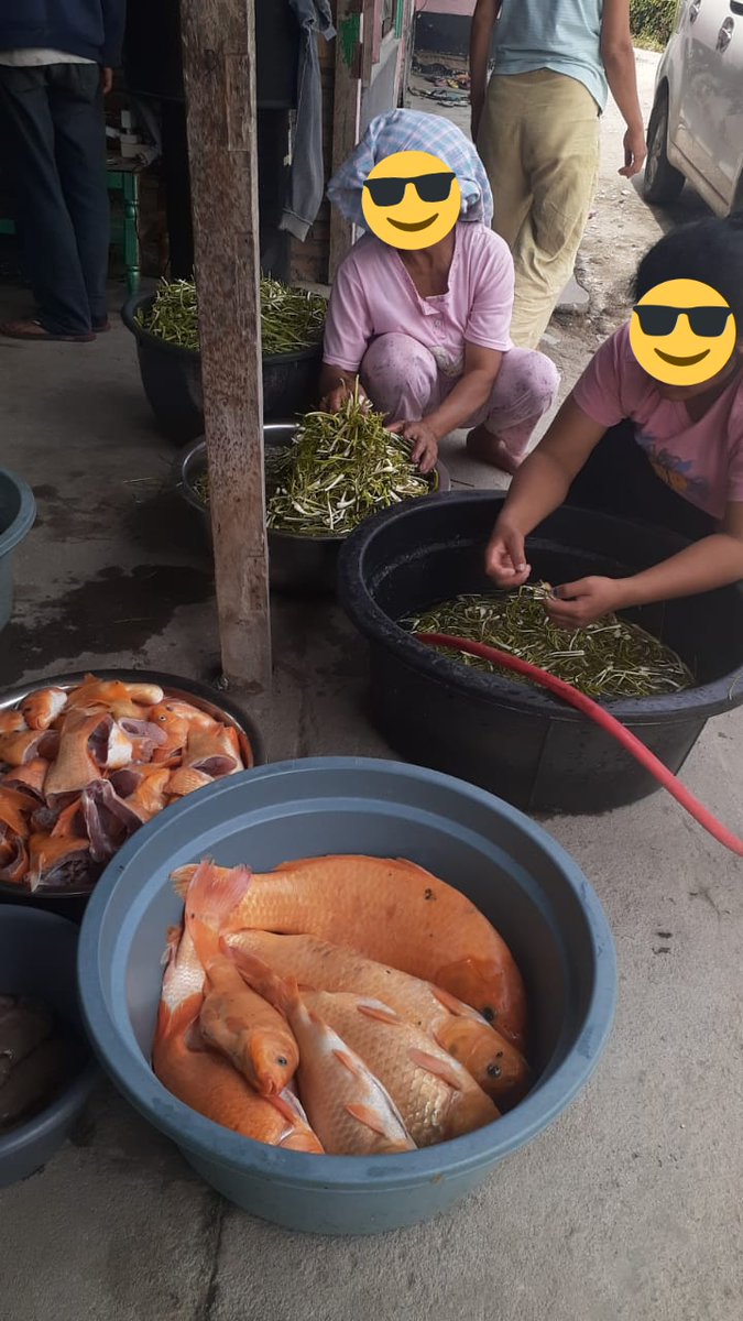 tobingjo's tweet photo. Sepupu gue cewek nikahan di kampung, rasanya pengen ikut di sana. Kalo kawinan di kampung tuh seru, rame banget. Ini kemarin mereka lagi mau masak ikan mas arsik 30kg buat diserahkan ke pihak laki2. Ikan masnya boleh ngambil di kolam sendiri wkwk https://t.co/ZPdYBOyqG1