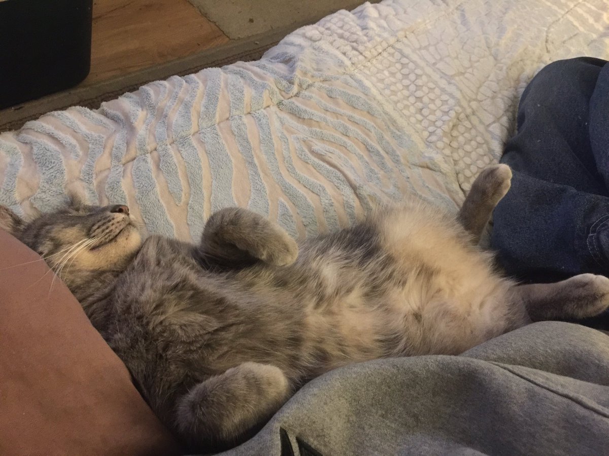 DuCrypto's tweet photo. @bitcoinjack mine was a stray missing half a tail. now she just be straight loungin, living that good life. https://t.co/r3BueAyfyk