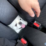 こんなとこからこんにちは!わんちゃんよ・・・君はまだ行き先を知らない