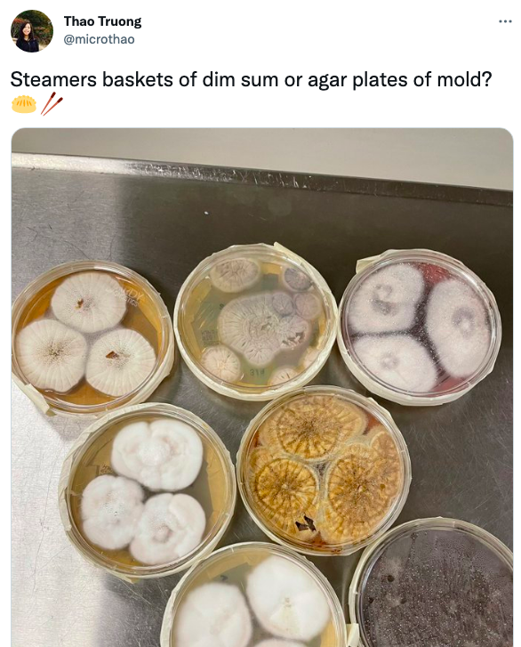 TheLabDoc's tweet photo. Can we talk about dumplings? @itsrebeccayee #PathTwitter #GrossPath #IDTwitter #MicroMedEd https://t.co/Rnp0yrDxnL