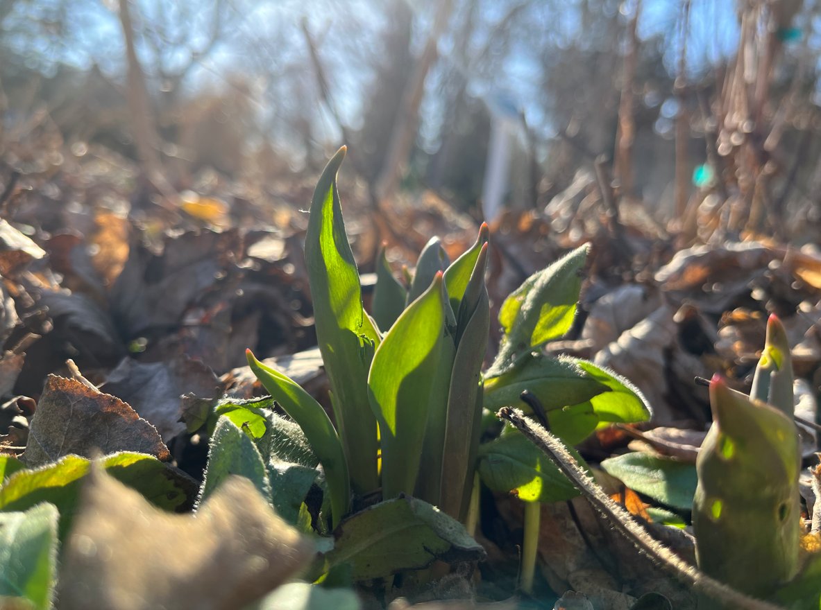 Have you seen tulips reaching for the sun recently? 🌷☀️Heidi's Tip: If you're buying cut tulips, keep them in the plastic when you first put them in water and they'll stay straight for longer! #EnablingGarden #Spring #SpringFlowers #Horticulture