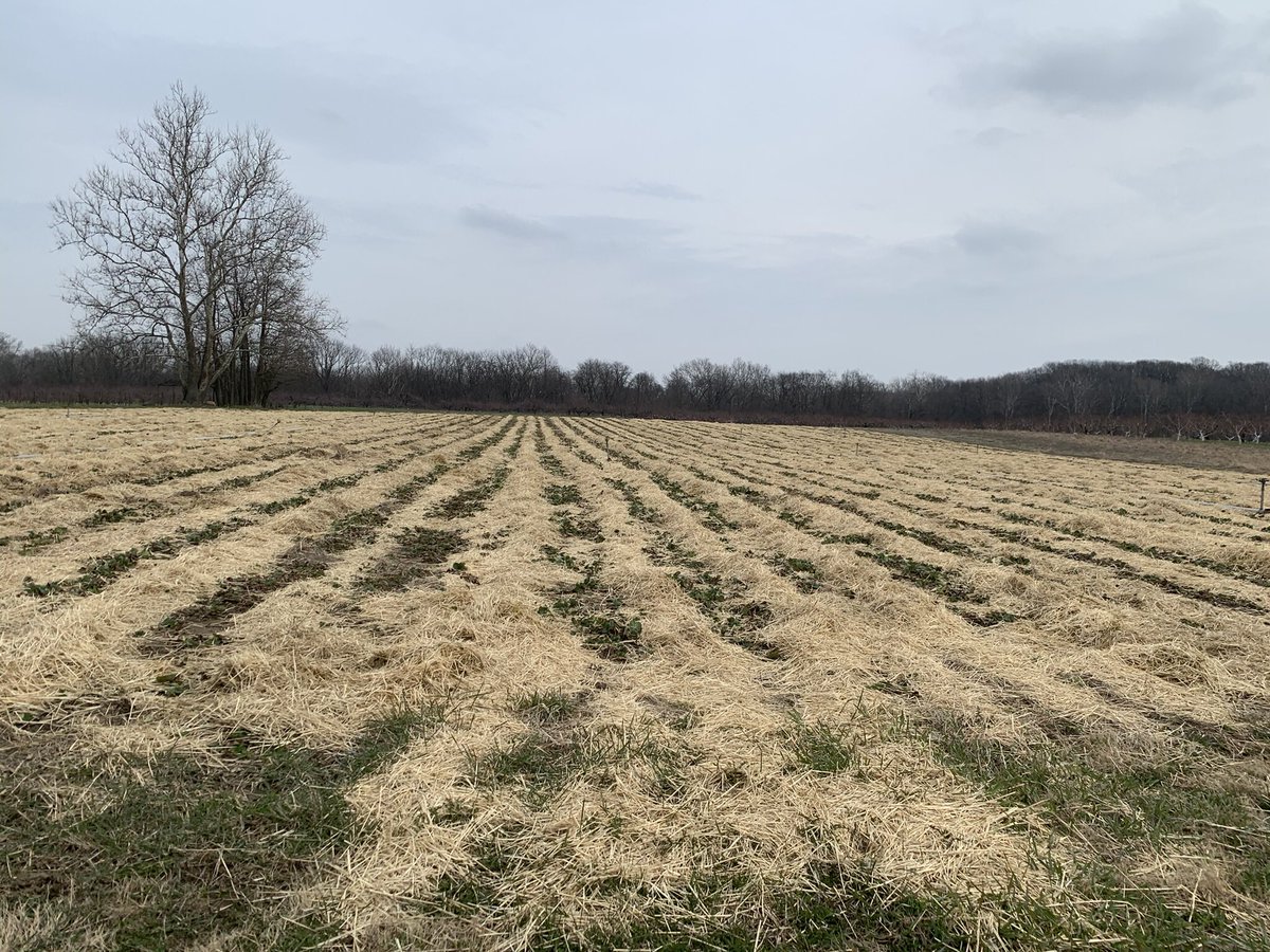 The strawberry patch has been uncovered. We are looking forward to berries in June-this will be our 31st year!     #daviddoudscountylineorchard #strawberrypatch #indianagrown #strawberries #locallygrown #visitwabashcounty