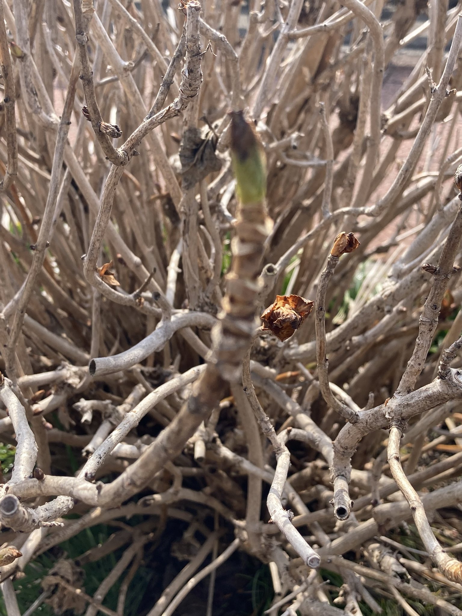 タダノ 紫陽花の芽 T Co O3ytvtff1w Twitter