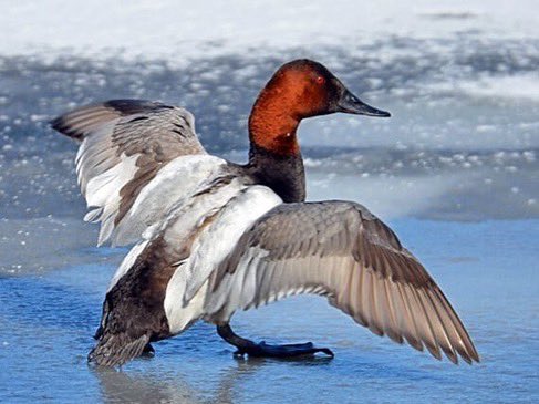 tweettweetshae's tweet photo. Bird of the week is the canvasback duck!

A large diving duck, breeding males have a chestnut head and neck while females are pale brown. Dives underwater to feed on plant tubers, seeds, and clams. Habitats are lakes and deep water marshes, bays and ponds. #ornithology #ducks https://t.co/iLHFdvxhFj