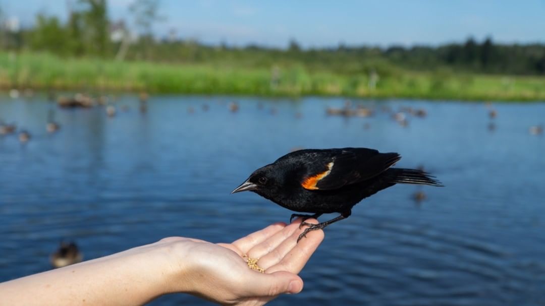 Did you know❓ 
Burnaby Lake Regional Park is one of Metro Vancouver’s best bird-spotting destinations 🐦
At least 70 different species of birds make Burnaby Lake and surrounding area their home.
📸picturesbypawelserafin (In)
Share your birding captures with us using #burnaby365