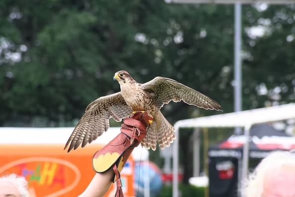 DiscoveryGreen's tweet photo. Discovery Green is turning the lights out by taking the Lights out Texas Pledge! Join us in supporting this important effort to protect migrating birds by turning off non-essential lights, now until June 15.  Take the pledge today! https://t.co/C2q1RnyQnp https://t.co/rSV1s6ysmd