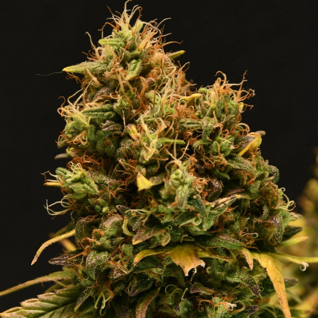 The Mr Nice Seedbank Doors strain has created a lot of interest from growers in the last year due to some wonderful selections of mothers by our members. The combination of NL5Haze to our Haze AC male has been a solid source of Haze revival for many that did not have experie…