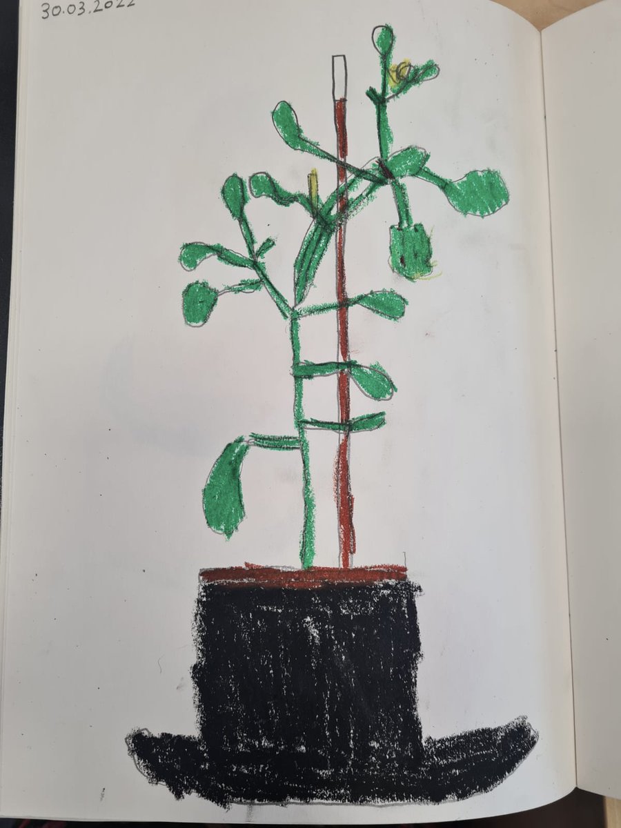There have been some careful observations of plants by the artists in Year 3. 🪴 🌱