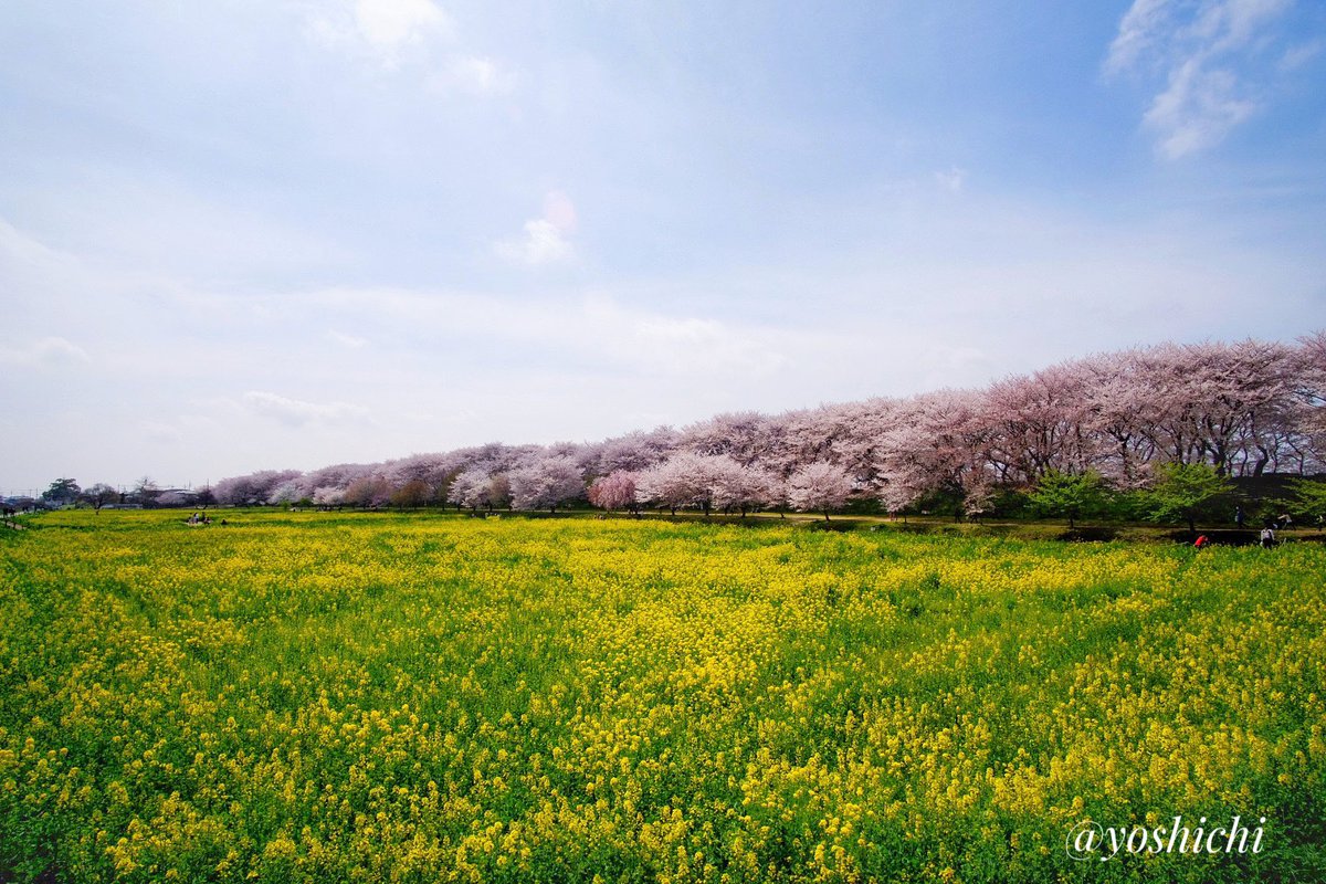 oka754's tweet photo. 下の子と権現堂へ。
結構すごかった🌸

#fujifilm 
#velvia https://t.co/YbrGvtUiGY