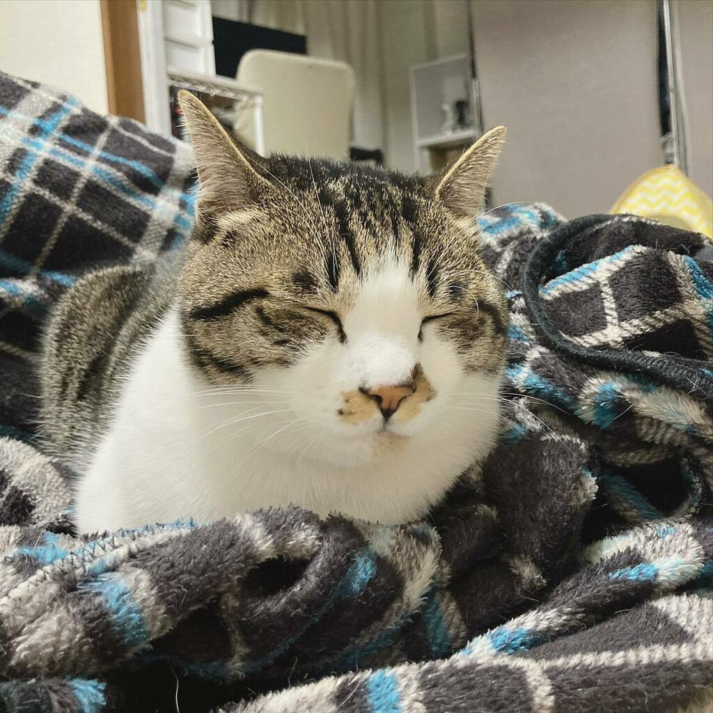 うずらねこちゃんねる Uzura Cat Twitter