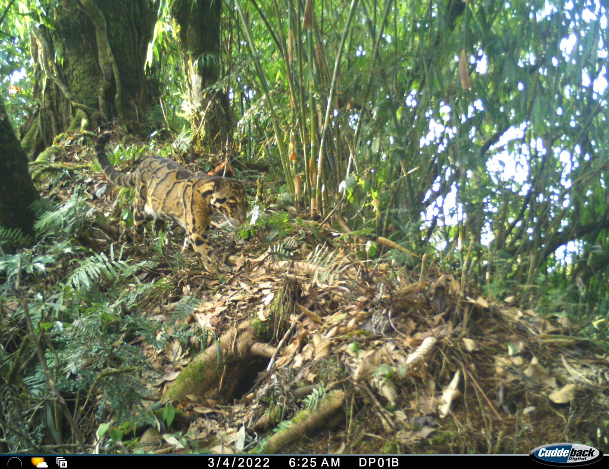 AWExplorative's tweet photo. Recent study by @AWExplorative discovered a rich bio-reserve of valuable threatened species of birds and animals in #EkoDumbing area of #UpperSiang distt of #ArunachalPradesh 
#savenimals #savenature 
For more info pls visit: https://t.co/Z44h2DaLOl https://t.co/6LeBvStPsy