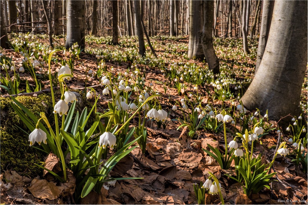 RNP_Romsilva's tweet photo. Leucojum vernum var. carpathicum, zis popular ,,Ghiocelul bogat”, ,,Fulgul de zăpadă de primăvară” sau ,,Lușcă”

#PlatoulVartoapelor #flowerphotography #forest #Romania https://t.co/fwNt0cJbyr