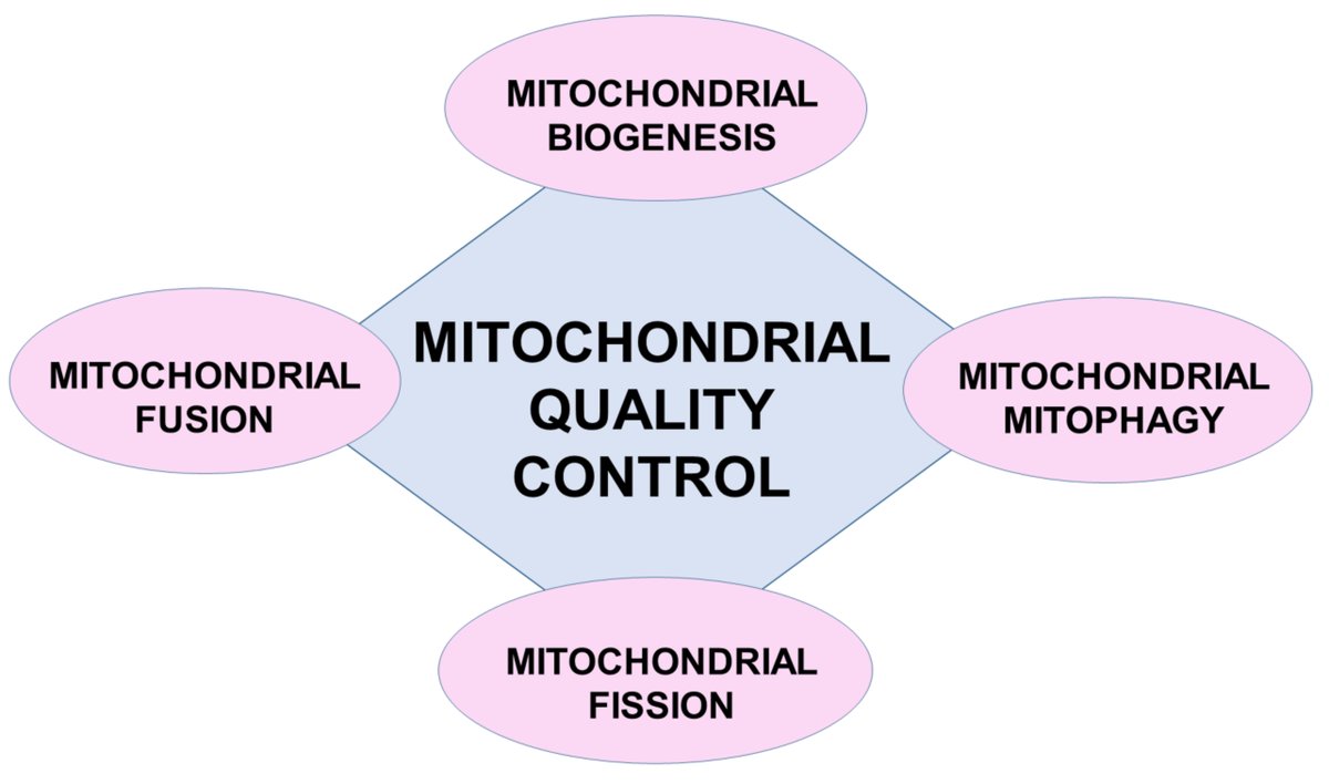 Landmark_IMR's tweet photo. Welcome to read the New Publication in Frontiers in Bioscience-Landmark: Mitochondrial Quality Control: the Role in Cardiac Injury, by Grażyna Sygitowicz
https://t.co/nvHzOmbBmS
#cardiac_diseases #mitochondrial_dysfunction #miRNAs https://t.co/4P6cFEabOZ