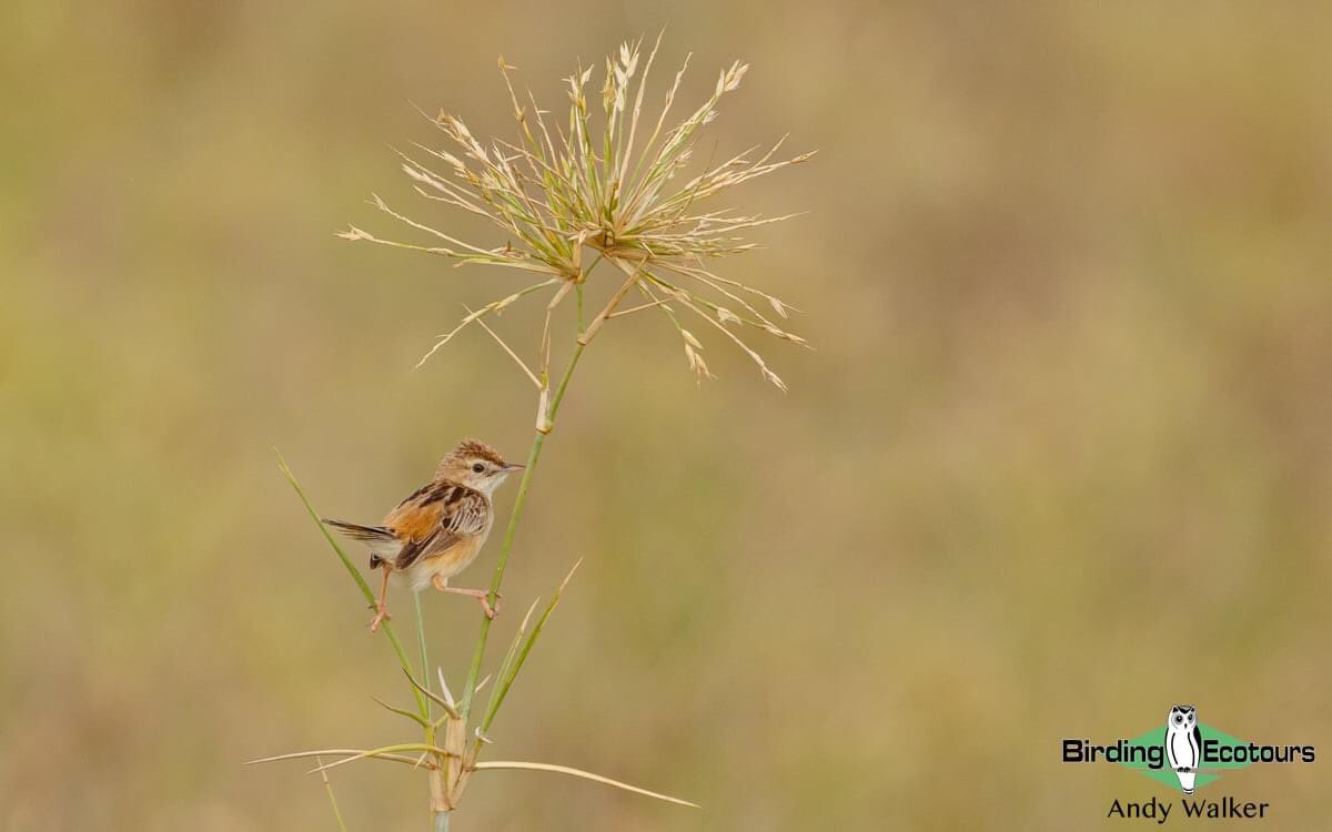 Enjoyed getting distracted by this tiny (Double) Zitting Cisticola recently here in Bali, Indonesia. It’s nice to appreciate the common birds out here sometimes too! 

#BirdsSeenIn2022 #birding #birdwatching #birdphotography #TwitterNatureCommunity #BirdTwitter #birds #lbj