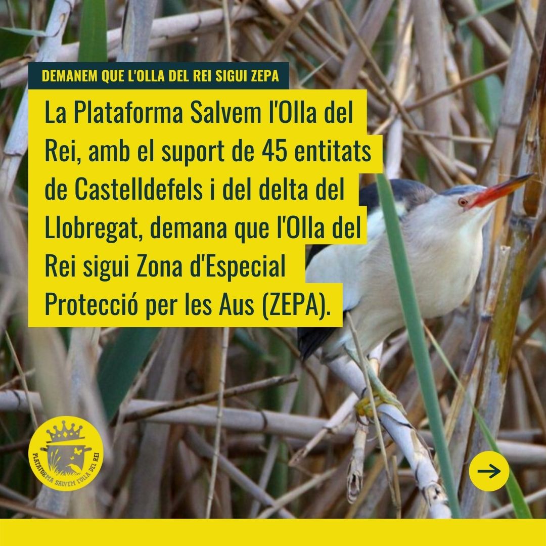 OlladelRei's tweet photo. 1/ A l'Olla del Rei trobem espècies d'aus protegides per directives europees, estatals i catalanes 🐦. Tot i així, l'@ajuntamentdecastelldefels no vol demanar la inclusió de l'espai natural a la Zona d'Especial Protecció per les Aus del delta del Llobregat 😡 https://t.co/XOnrpt7jAN