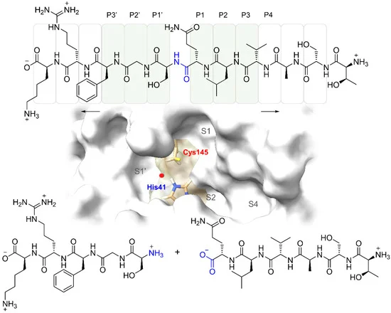 mdpi.com/1422-0067/23/7… 
"Mpro of SARS-CoV-2 is a highly conserved cysteine proteinase, fundamental for the replication of the coronavirus its specific cleavage mechanism positions it as an attractive therapeutic target for the proposal of irreversible inhibitors"