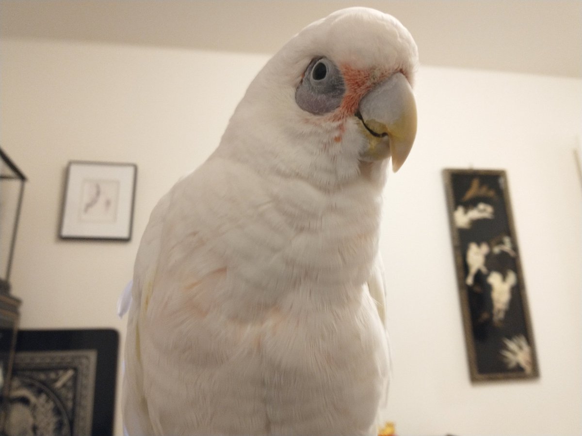 KarlToo's tweet photo. It's my Hatchday! I am ten years old. 🤗 https://t.co/0l8vqghhLt
