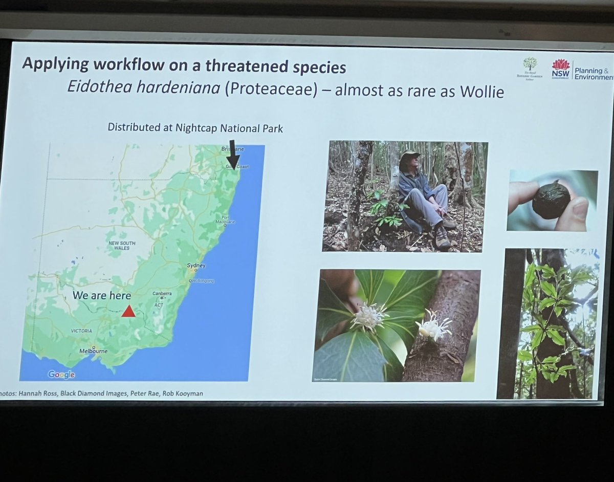 SeedPartnership's tweet photo. @SamanthaYap1231 presenting on how conservation genomic research has improved our understanding of the impact of #BushFires on the #CriticallyEndangered #EidotheaHardeniana including how representative the ex situ collections are @AustralianBG @NSWDPE #APCC13 @ANPlantC https://t.co/BybpEzCUCy