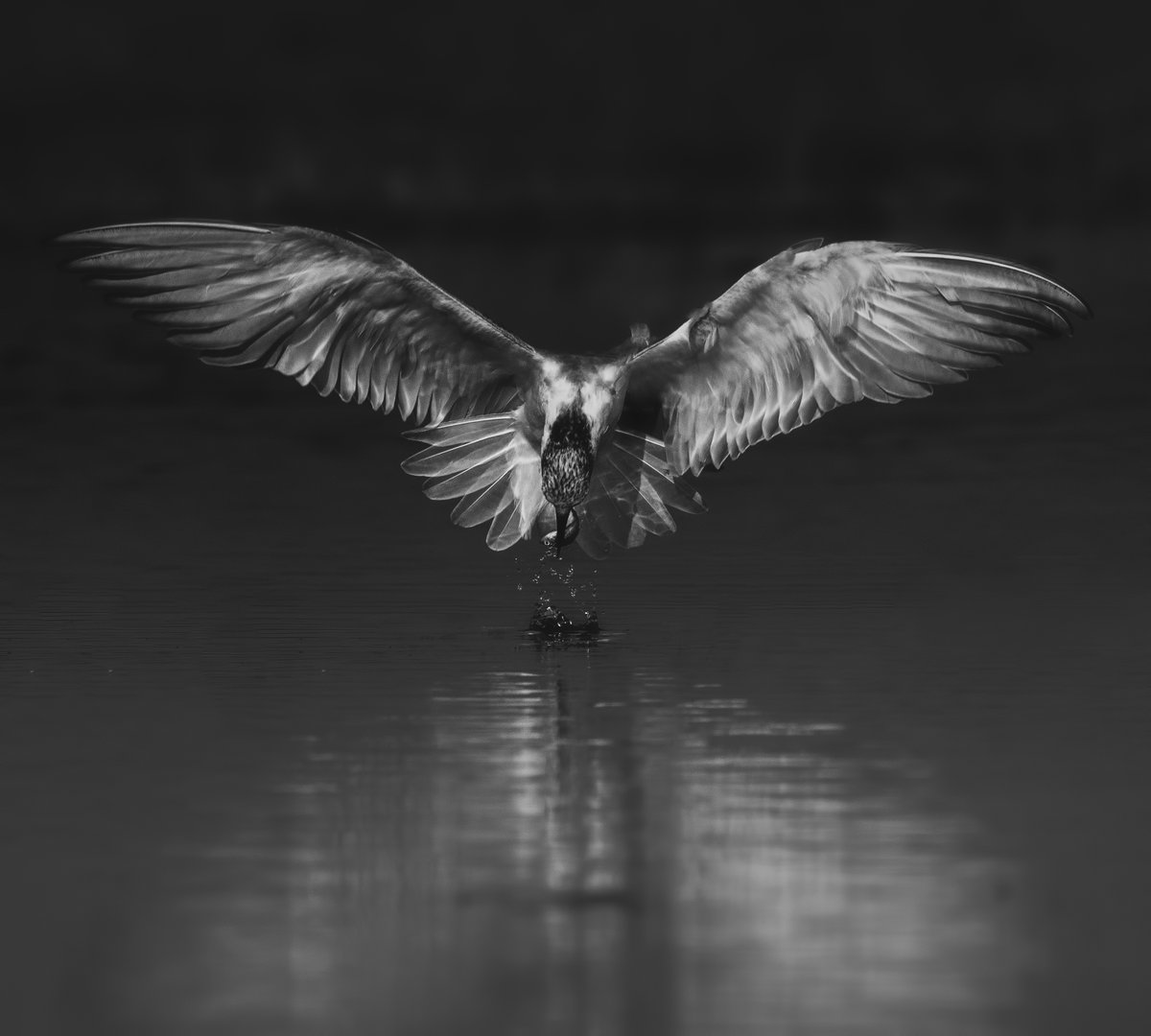 arijitmondal1's tweet photo. GM my NFT Family
"There is no medicine like hope, no incentive so great, and no tonic so powerful as expectation of something better tomorrow." - Orison Swett Marden
#NFTcommunity #NFTphotography #NFTphotographers #Monochrome #Wildlifephotography 
https://t.co/VEvXxtRtff https://t.co/Dk8rxW341H