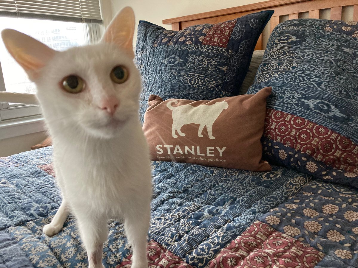 Stanley tweet media