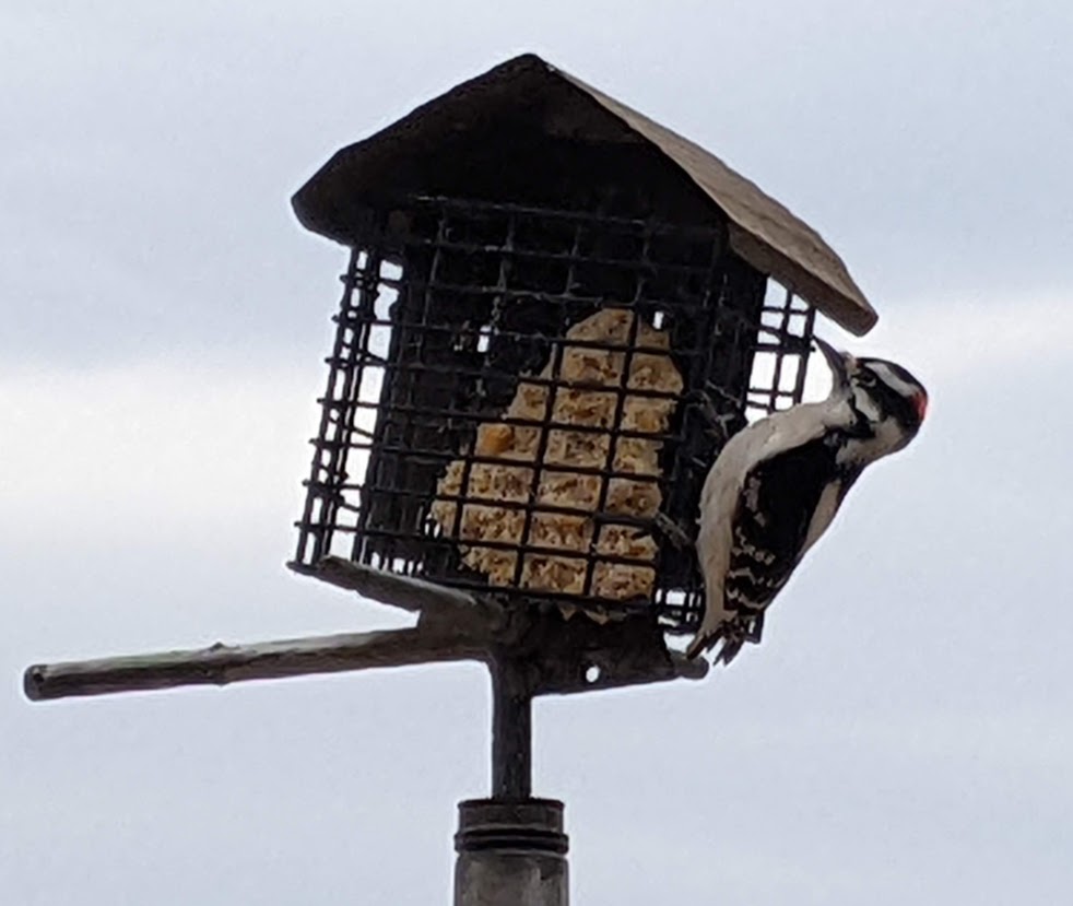 carlamccullou's tweet photo. Downy woodpecker at our feeder. #birdsofnebraska #myfirstTweet https://t.co/H714TdVr7O