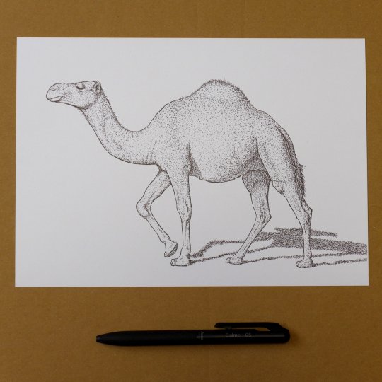 Ko_Bito_'s tweet photo. ブログを更新しました。『ボールペン画　ラクダ』
https://t.co/OY7k5XYKNu
ぺんてるのカルムでラクダを描きました。

#ラクダ #らくだ #イラスト #ボールペン画 #ボールペン #ぺんてる #カルム https://t.co/GV8H2GOnRK