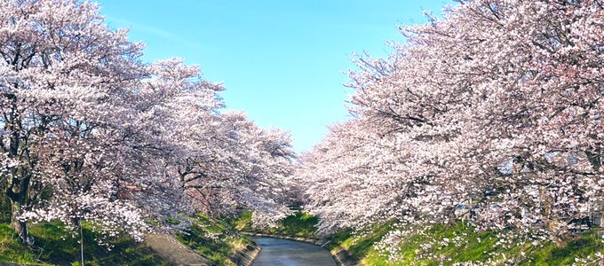 これが花見か…中々… 