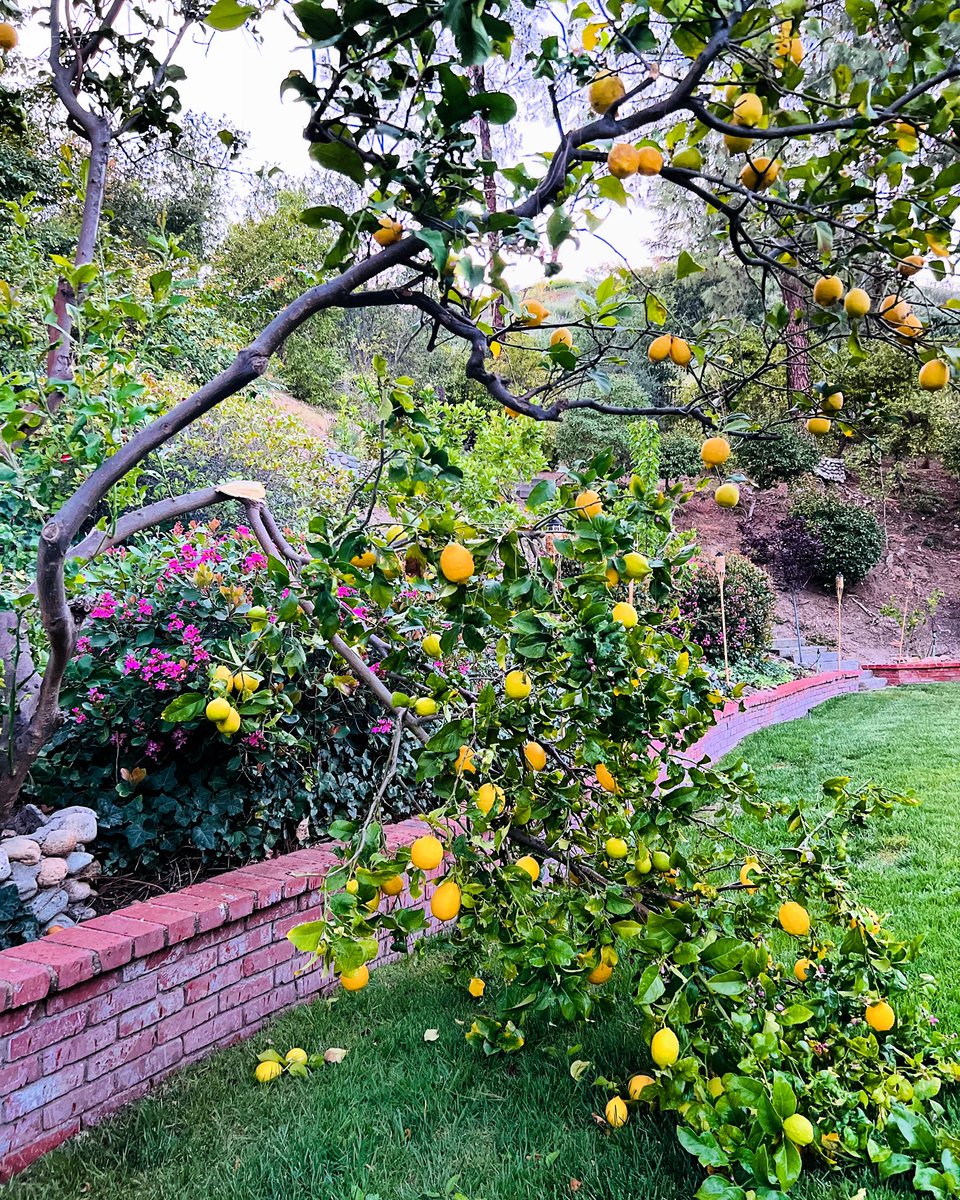 Apparently nature can have too much of a good thing. Who needs lemons?!?
#whenlifehandsyoulemons #nature #outdoors #beautiful #spring #beauty #NatureBeauty #lemons