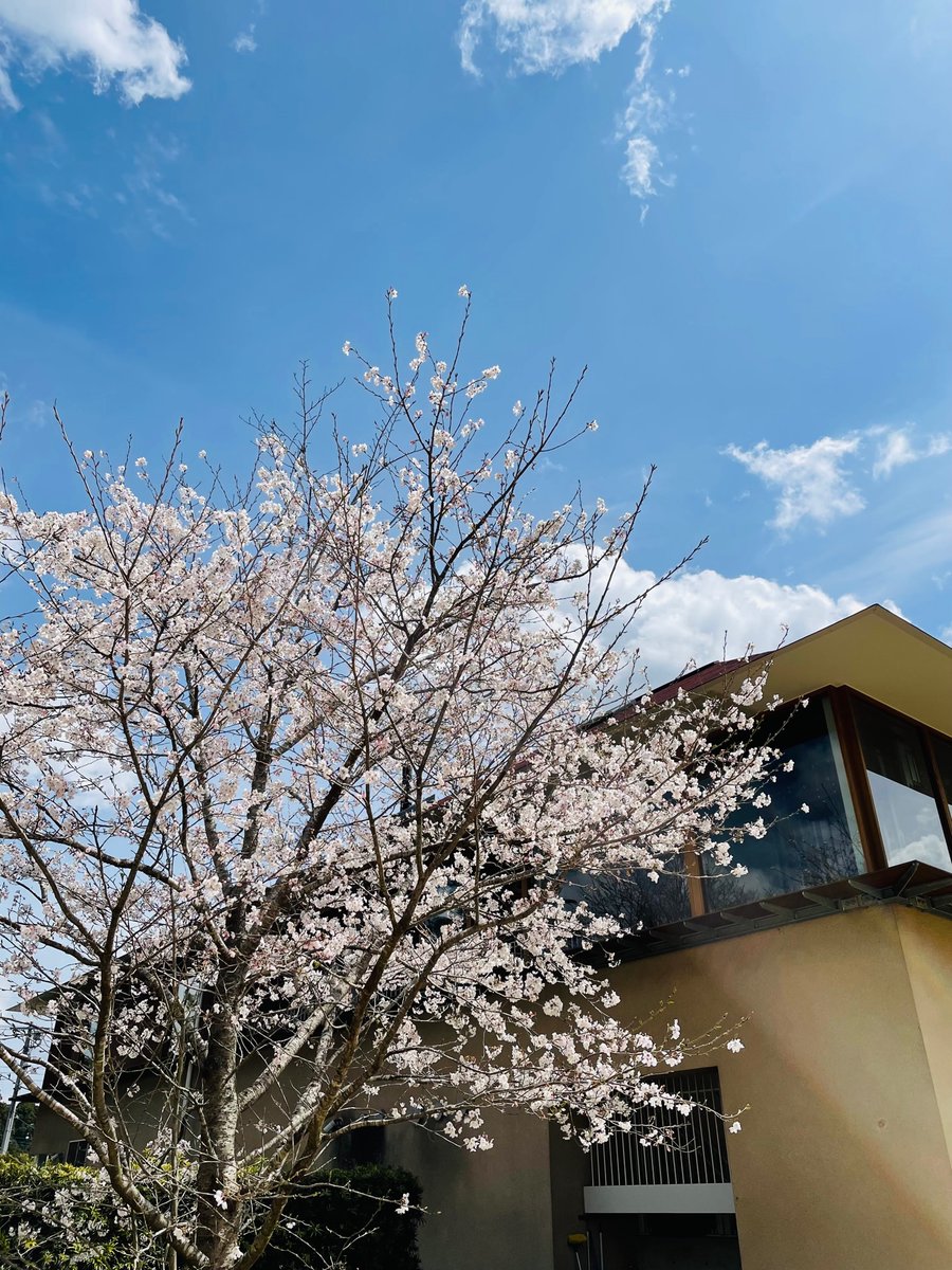 koibutapork's tweet photo. 恋する豚研究所の桜も満開となりました。
平日はゆっくりとした時間が流れておりますので、お席も比較的スムーズにご案内出来ます。
本日も通常営業しております。
「恋する豚研究所　FLAGSHIP STORE」
千葉県香取市沢2459番1
電話：0478-70-5115
ランチ：11時～14時半LO
＃恋する豚研究所 https://t.co/n4W9NLT8cD
