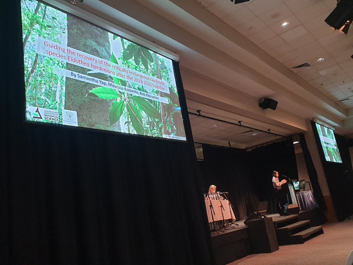 SeedingVictoria's tweet photo. #APCC13 @ANPlantC Samantha Yap presenting the impacts of the 2019/2020 fires on the already limited genomics of Eidothea hardeniana, and if ex situ collections were representative of the wild population https://t.co/UbfcmoS54T