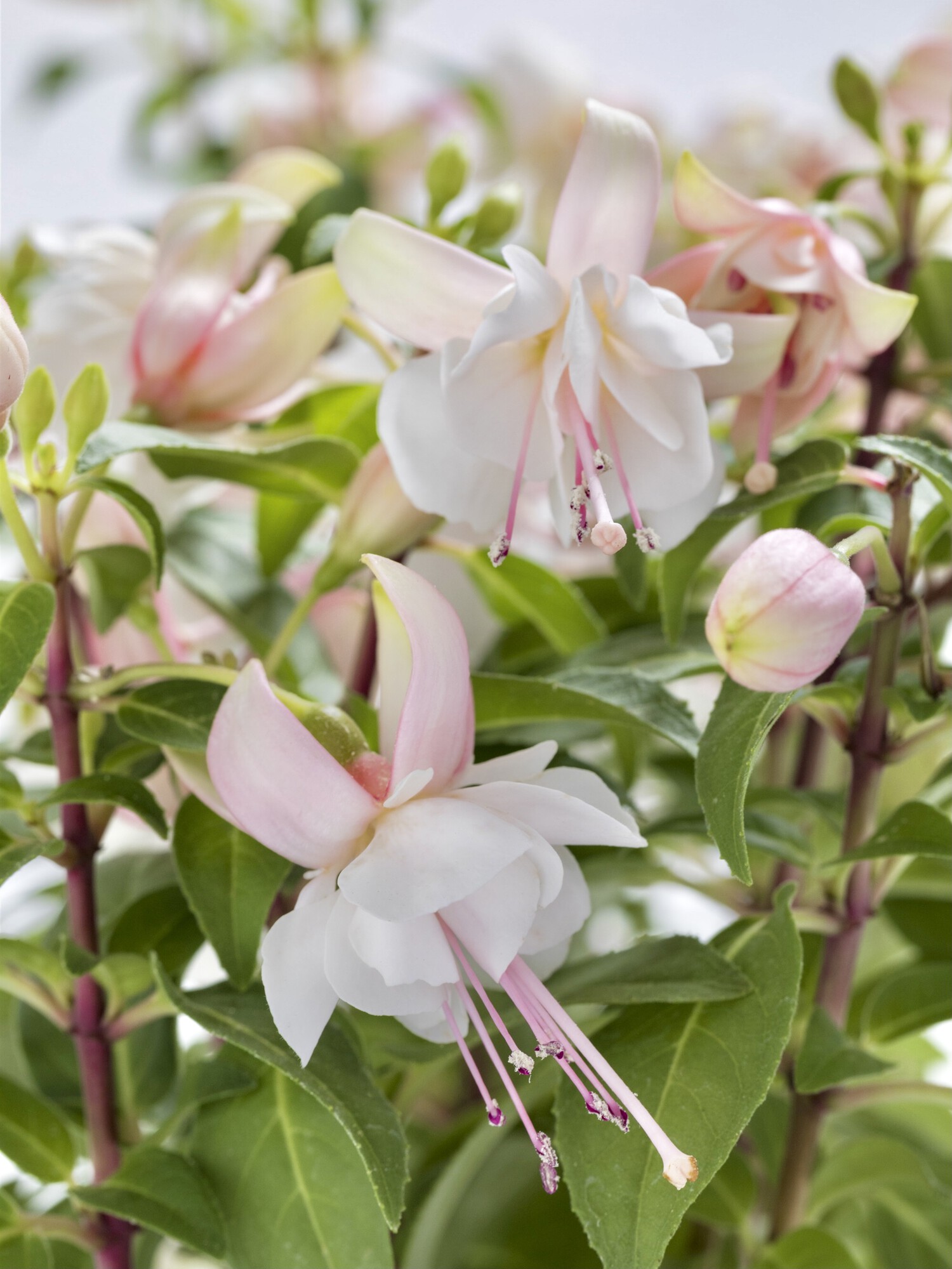 公式 タキイ種苗株式会社 タネのタキイ ドキドキ 植えどきレター フクシア プーニー シリーズ ぷっくりとした蕾と イヤリングのようなお花が とっても可愛らしいです コンパクトにまとまり 観賞期間も長く楽しめます 植えどき 3 4月 公式 タキイ種苗株式会社 タネのタキイ ドキドキ 植えどきレター フクシア プーニー シリーズ ぷっくりとした蕾と イヤリングのようなお花が とっても可愛らしいです コンパクトにまとまり 観賞期間も長く楽しめます 植えどき 3 4月