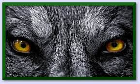 generatorfuncom's tweet image. Swifty Flame Anderson Quote Generator #SwiftyFlameAndersonQuote generatorfun.com/swifty-flame-a…