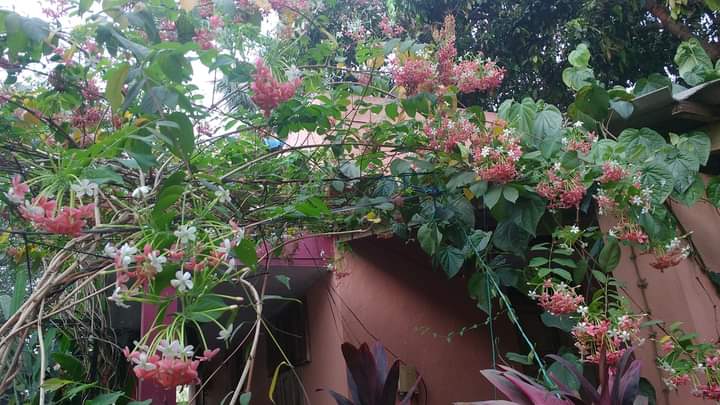 మా వాకిట రాధామనోహరాలు గుత్తులుగా వ్రేలాడుతున్నాయి.