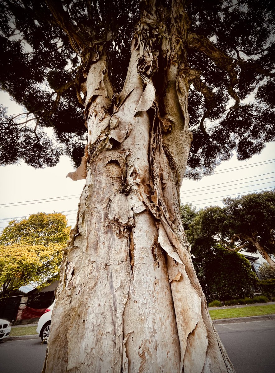 AspienBlue's tweet image. I voyeur by daylight
to the call of your skirts

#tree #thicktrunktuesday #paperbark