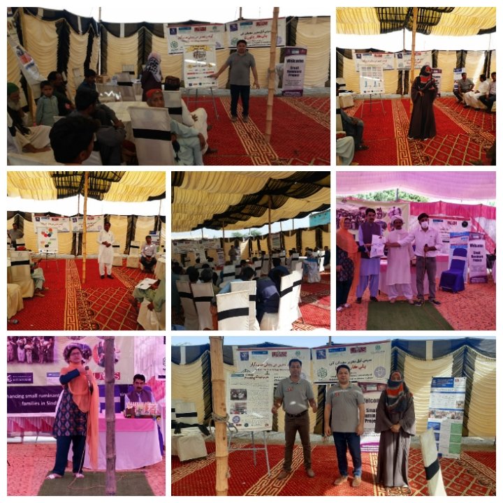 RuminantsSmall's tweet photo. More then 477+ 👩Females &amp; 545+👨 Males were participated in overall 6 "End Trial Workshops" 
Smallholder farmer share that 'Creep feeding' increase production with profit &amp; reduce motality of young kid/lamb during experiment. @AciarPakistan @ACIARAustralia @LD4D_community https://t.co/5kZV2Qr0Fj