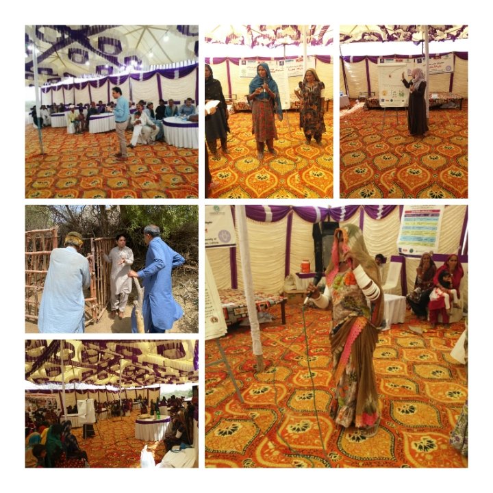 RuminantsSmall's tweet photo. More then 477+ 👩Females &amp; 545+👨 Males were participated in overall 6 "End Trial Workshops" 
Smallholder farmer share that 'Creep feeding' increase production with profit &amp; reduce motality of young kid/lamb during experiment. @AciarPakistan @ACIARAustralia @LD4D_community https://t.co/5kZV2Qr0Fj