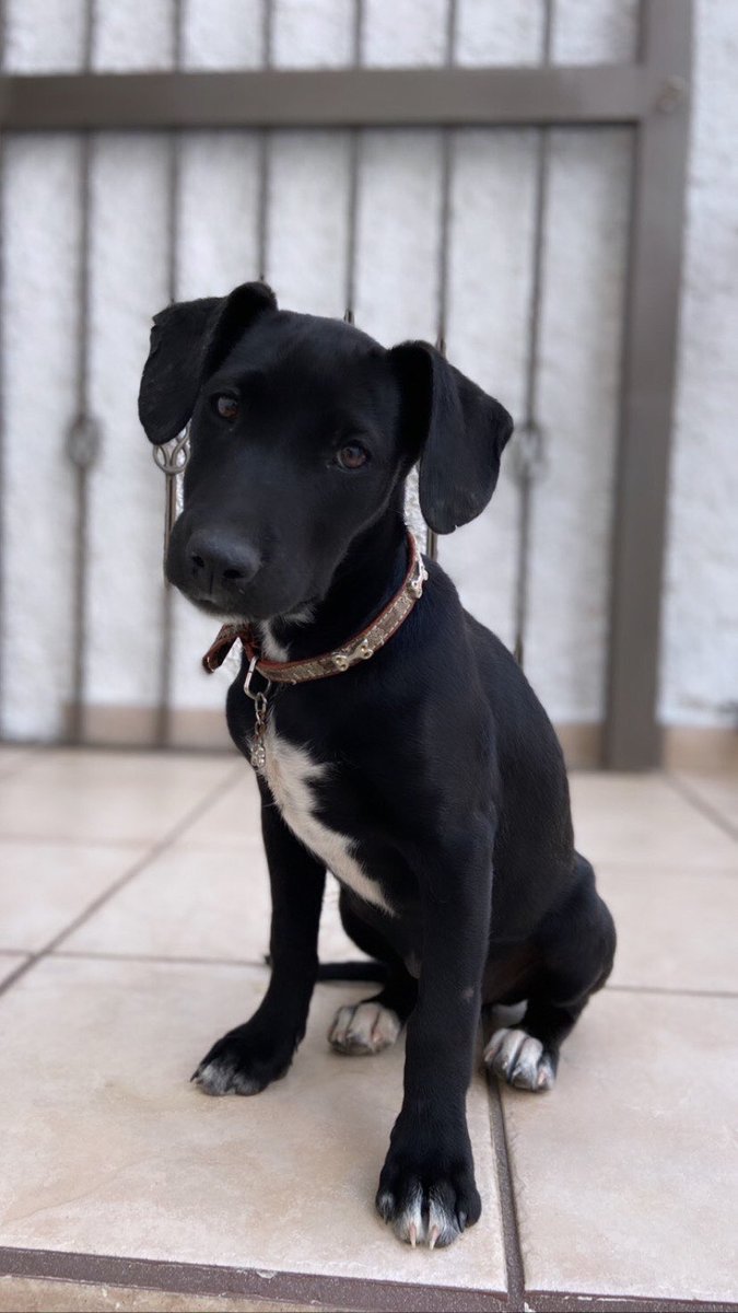 serendipiah's tweet photo. Encontramos a esta bebé y está buscando casita 🖤 tiene 4 meses aprox, si a alguien le interesa adoptar a esta hermosura, no duden en contactarme! https://t.co/0OEZ32j31L